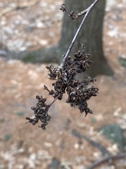 Eriophyes betulae