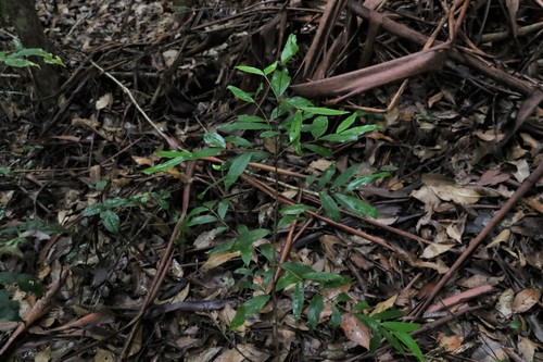 Image of Austrobuxus swainii by (c) Greg Tasney, some rights reserved (CC BY-SA)