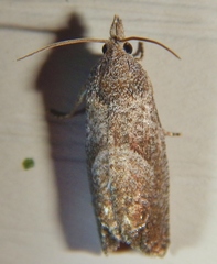 Eucosma sombreana
