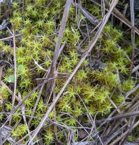 Pleurochaete squarrosa image