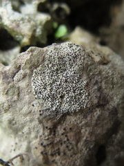 Bagliettoa calciseda