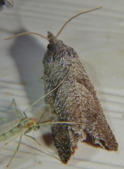 Eucosma sombreana