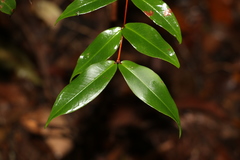 Pilidiostigma glabrum