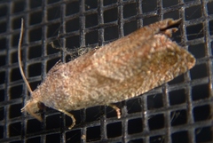 Eucosma sombreana