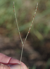 Digitaria didactyla