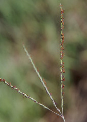 Digitaria didactyla