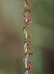 Digitaria didactyla
