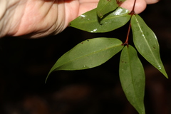 Pilidiostigma glabrum