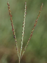 Digitaria didactyla