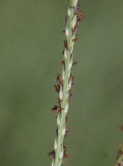Digitaria didactyla