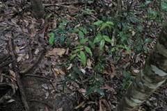 Pilidiostigma glabrum