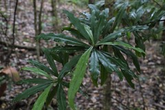 Tasmannia insipida