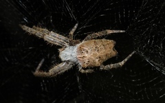 Cyrtophora citricola