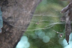 Cyrtophora citricola