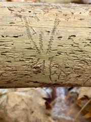 Pityogenes bidentatus