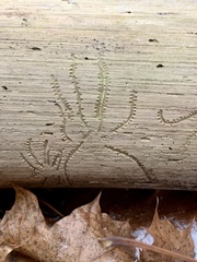 Pityogenes bidentatus