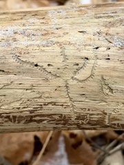 Pityogenes bidentatus