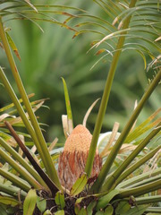 Cycas micronesica