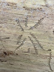 Pityogenes bidentatus