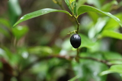 Cryptocarya meisneriana