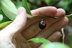 Cryptocarya meisneriana