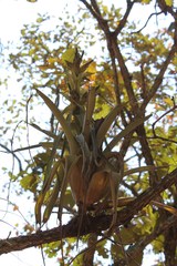 Tillandsia bourgaei