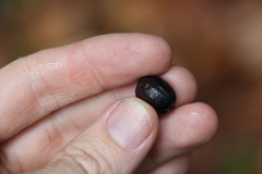 Cryptocarya meisneriana