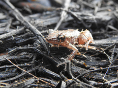 Eleutherodactylus campi