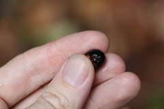 Cryptocarya meisneriana