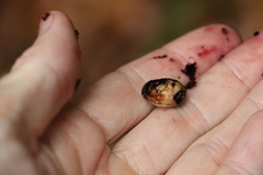 Cryptocarya meisneriana