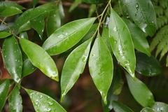 Cryptocarya meisneriana