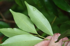 Cryptocarya meisneriana