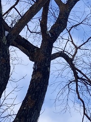 Dryobates villosus villosus