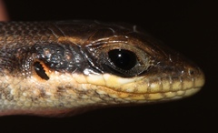 Trachylepis wahlbergii