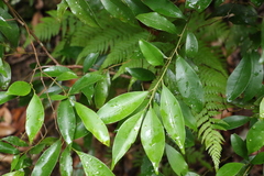 Cryptocarya meisneriana