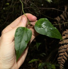 Leichhardtia longiloba