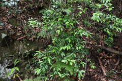 Cryptocarya meisneriana