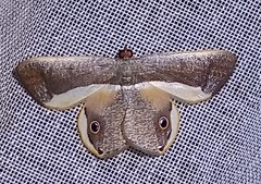 Opisthoxia formosante