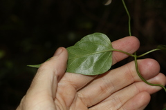 Leichhardtia longiloba
