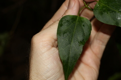 Leichhardtia longiloba