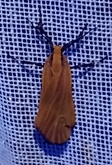 Lycomorphodes sordida