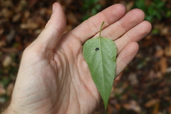 Leichhardtia longiloba