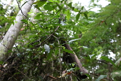Leichhardtia longiloba