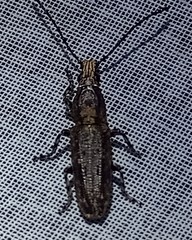 Ptychoderini