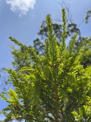 Prumnopitys montana