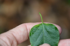Leichhardtia longiloba