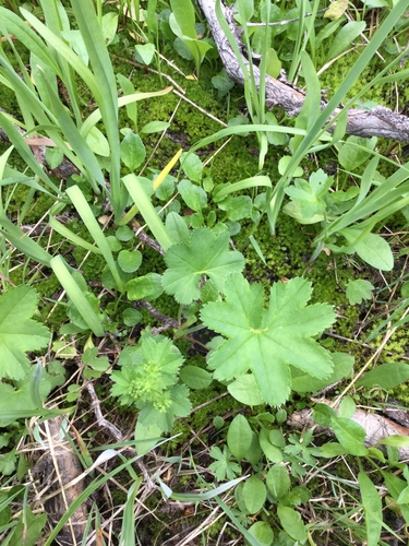 Alchemilla filicaulis ssp. filicaulis