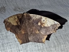 Paragonia cruraria
