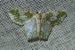 Chloropteryx dealbata