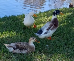 Anas platyrhynchos domesticus